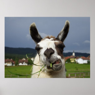 Poster Llama la plus froide