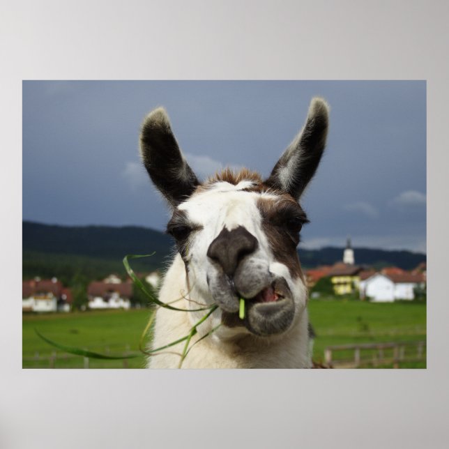 Poster Llama la plus froide (Devant)