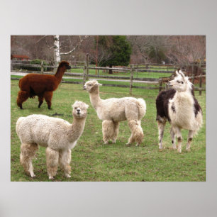 Poster Llama Melange ~ imprimer