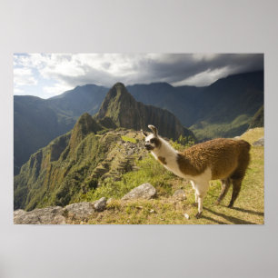 Poster Llamas et vue sur Machu Picchu,