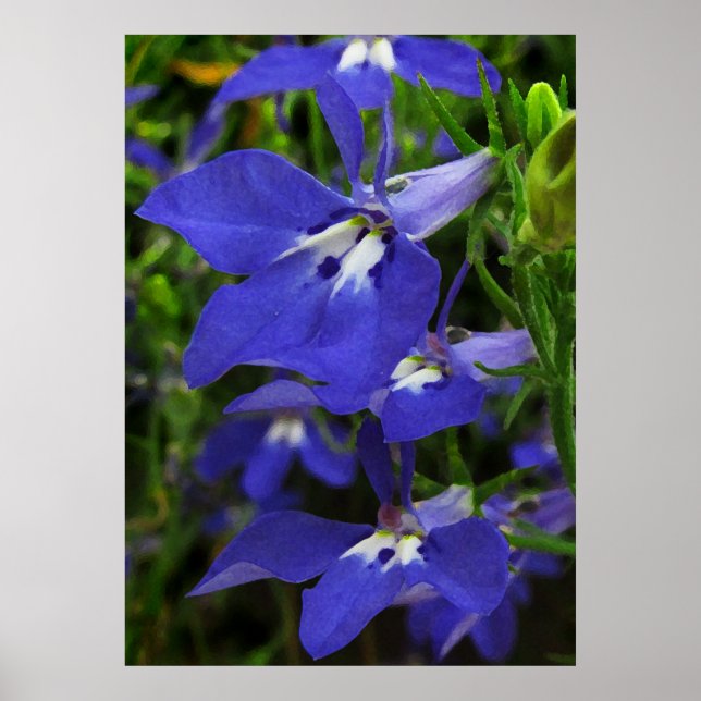 Poster Lobelia bleu (Devant)