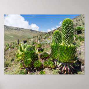 Poster Lobelia géant (Lobelia Deckenii) sur le mont Kenya