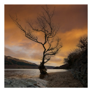 Poster Loch Lomond Firkin Point Arbre unique Lever du sol