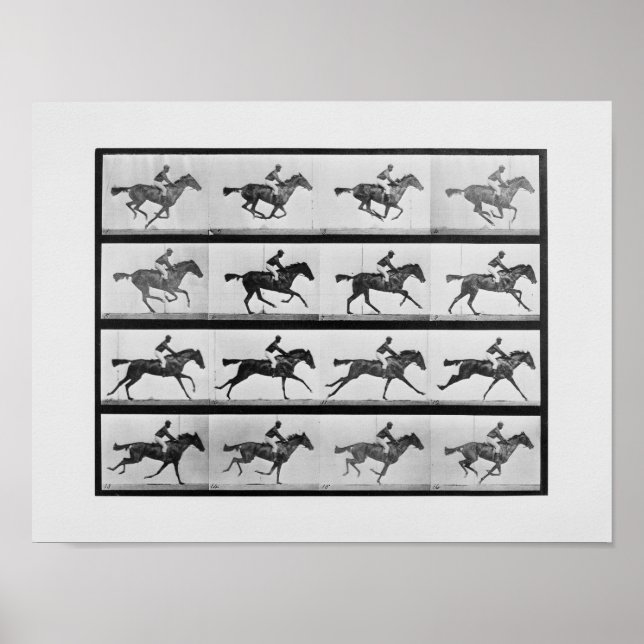 Poster Locomotion animale - 16 Trames de hippocampe Annie (Devant)