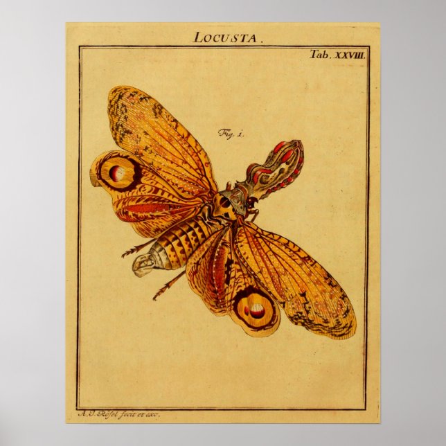 Poster Locusta (Devant)