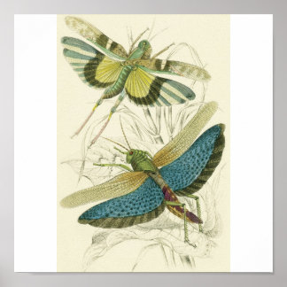 Poster Locusta Cristata (en bas), Locusta flava (en haut)
