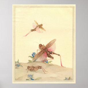 Poster LOCUSTS ITALIENS - Illustration du livre d'insecte