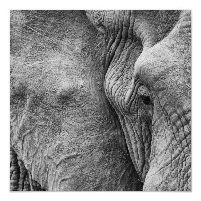 Poster L'oeil d'un éléphant (Devant)