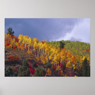 Poster Logan Canyon dans l'Utah en automne avec passage