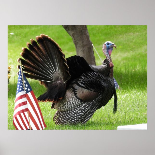 Poster L'oiseau américain sauve Tom Turquie (Devant)