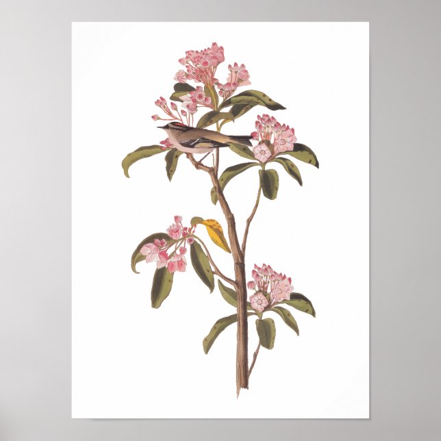 Poster L'Oiseau de couvier d'Audubon sur Calico Rose (Devant)