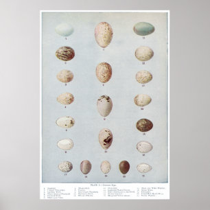 Poster L'oiseau Eggs l'histoire naturelle vintage du plat