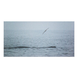 Poster L'oiseau qui a fait le tour des baleines