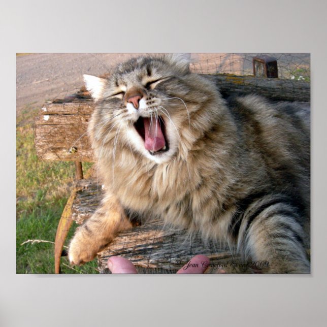 Poster LOL Maine Coon (Devant)
