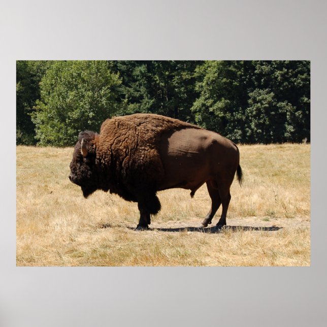 Poster Lone Buffalo (Devant)
