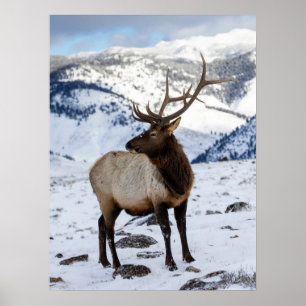 Poster Lone Bull Elk dans la neige   Parc national de Yel