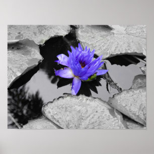 Poster Lone Water Lily