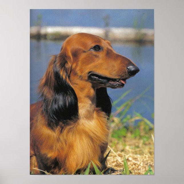 Poster LonghEI Dachshund (Devant)