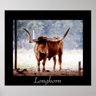 Poster Longhorn