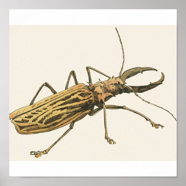 Poster Longhorn Beetle (Devant)