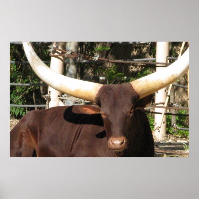 Poster Longhorn Steer (Devant)