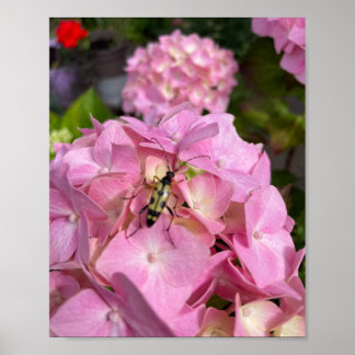 Poster Longicorne sur Hydrangea rose