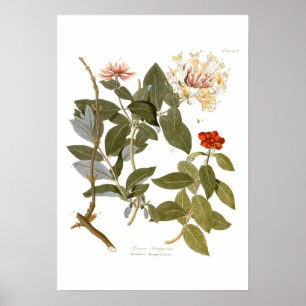 Poster Lonicera periclymenum (Honeysuckle)