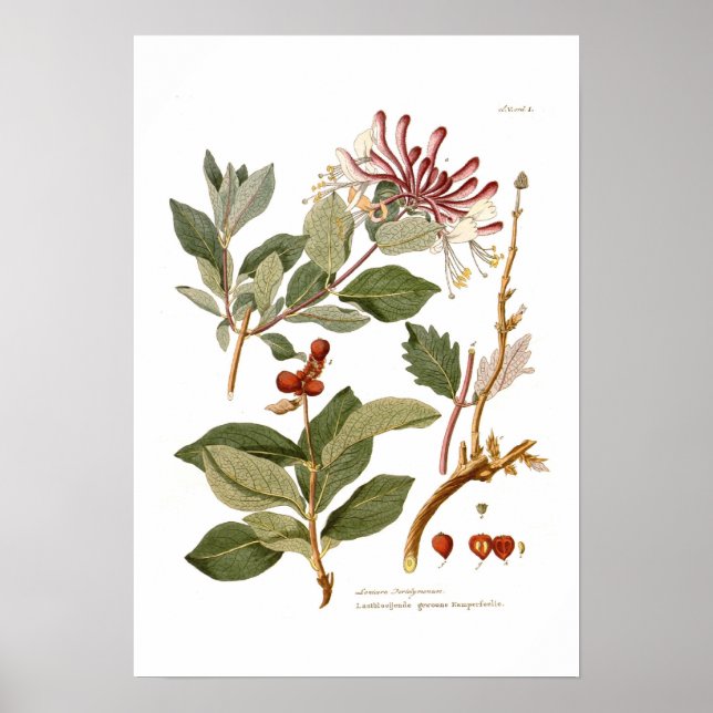 Poster Lonicera periclymenum (Honeysuckle) (Devant)