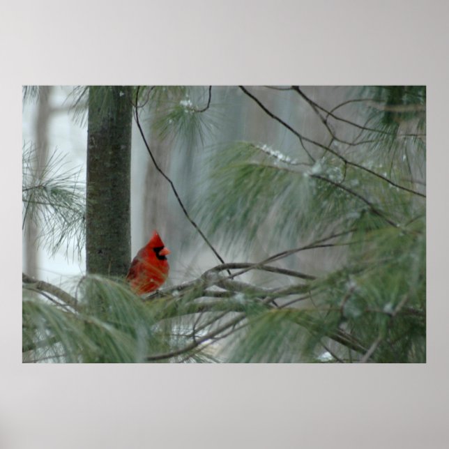 Poster Lonley Cardinal (Devant)