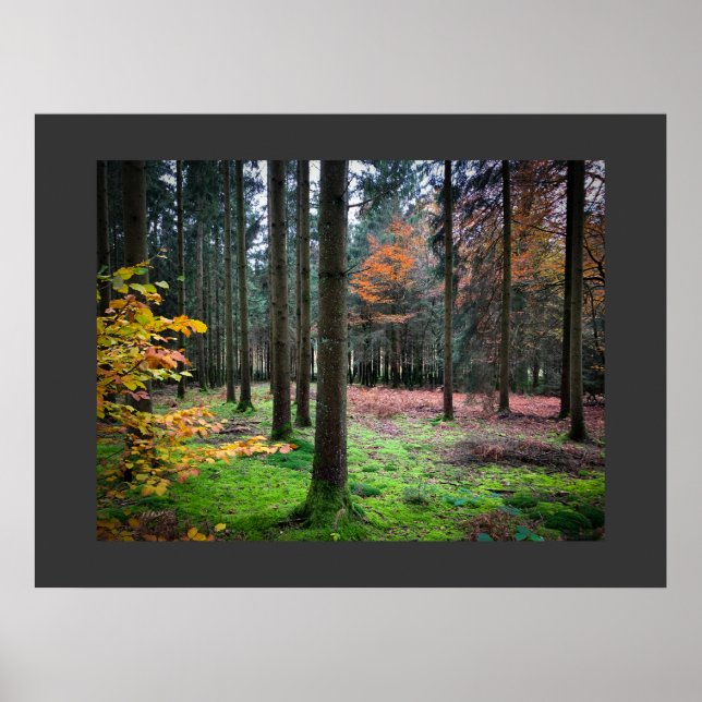 Poster "Looking through trees in the Belgian Ardennes" (Devant)