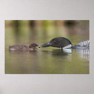 Poster Loon adulte nourrissant un poussin