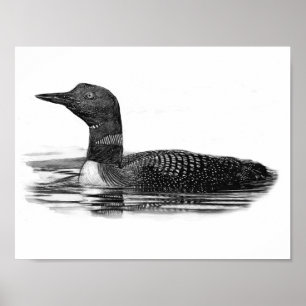 Poster Loon sur le lac