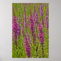 Loosestrife pourpre