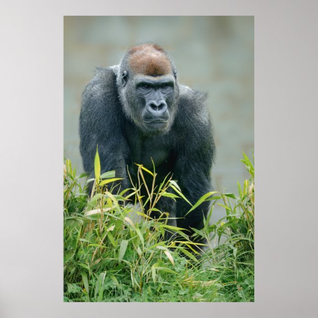 Poster Lope de Gorilla Blackback (Devant)