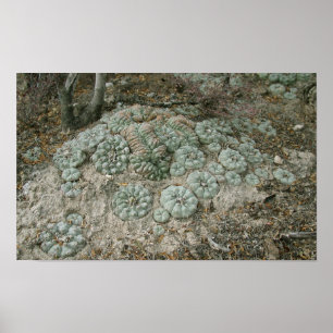 Poster Lophora williamsii - Peyote