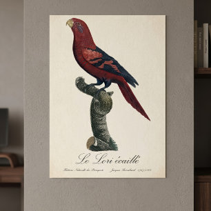 Poster Lori réticulé, Trichoglossus reticulatus
