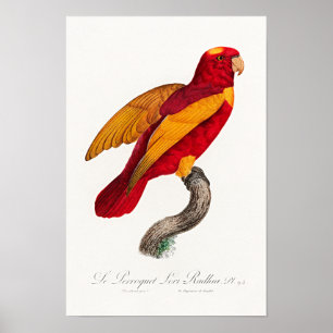 Poster Lori rouge et or,
