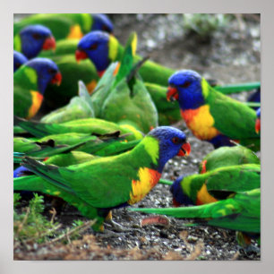 Poster Lorikees arc-en-ciel australiens