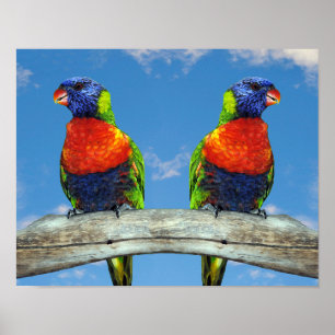 Poster Lorikees arc-en-ciel deux perchés sur une branche