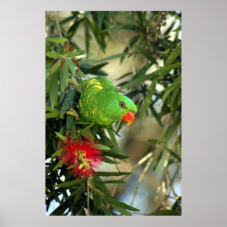 Poster Lorikeet à poitrine Élevée