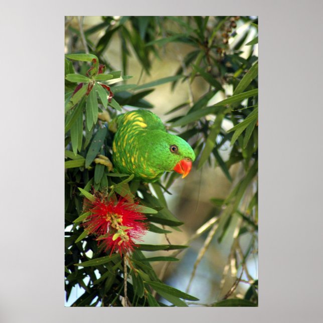 Poster Lorikeet à poitrine Élevée (Devant)