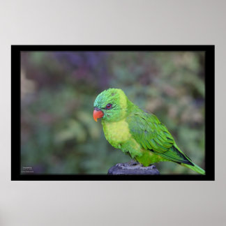 Poster Lorikeet vert