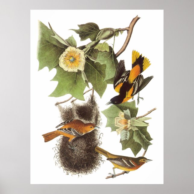 Poster L'Oriole du Nord d'Audubon (Devant)