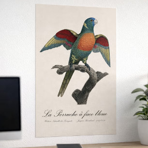 Poster Loriquet à tête bleue, Trichoglossus haematodus
