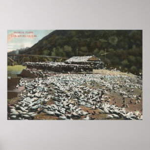 Poster Los Angeles, CalifornieVue d'une ferme de pigeons