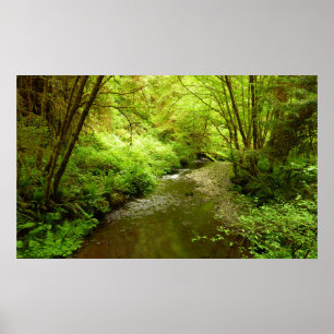 Poster Lost Man Creek I à Redwood National Park