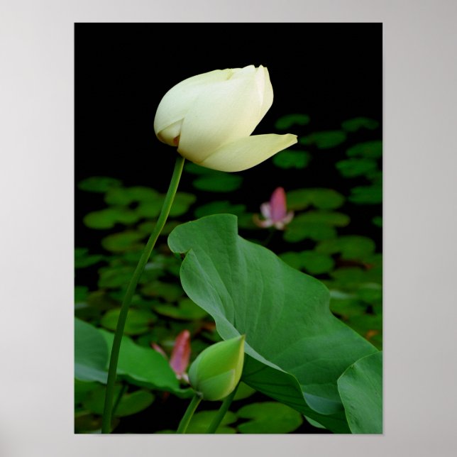 Poster Lotus (Devant)