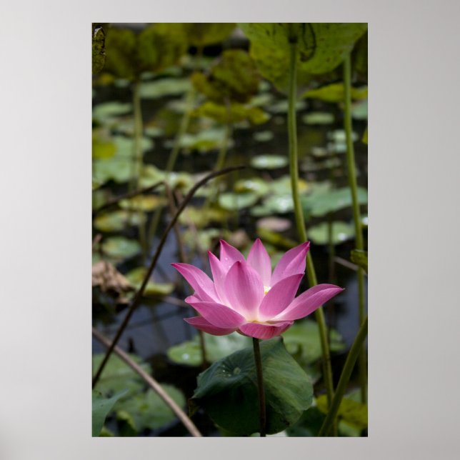 Poster Lotus (Devant)