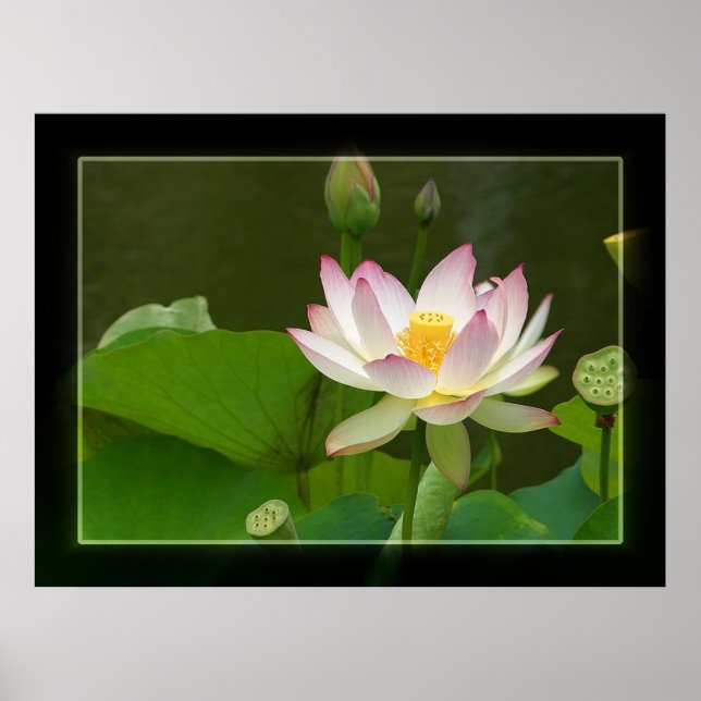 Poster Lotus (Devant)