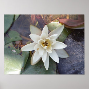 POSTER LOTUS BLANC